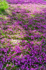 絨毯のように咲いている芝桜