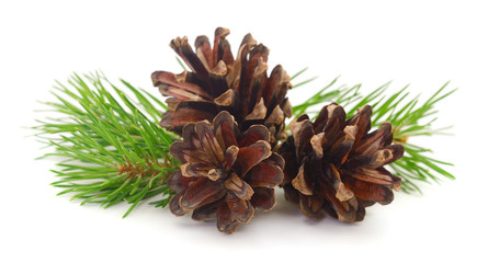 Brown pine cone.