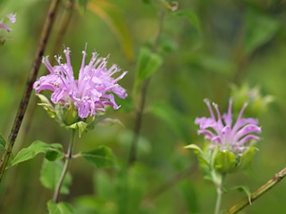 ベルガモットの花