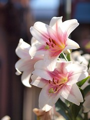 ユリ　カサブランカの花