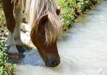 Little pony horse drinking water from the creek