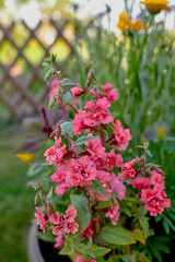 Leptospermum scoparium