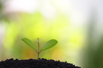 Small tree sapling plant planting with dew