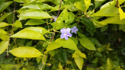 Little Purple flower with green leaf