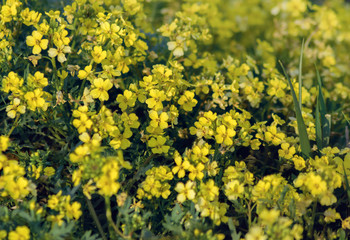summer small yellow flowers close up