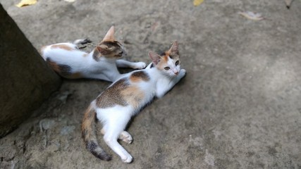 Naklejka na ściany i meble Two kitten on the ground 
