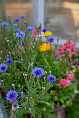 Calendula officinalis