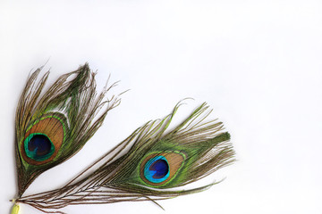 White background for registration and decoration with peacock feathers
