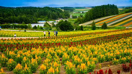 Beautiful view of colorful flower with blue sky and Unidentified tourists in background. It is the famous and beautiful flower fields in Shikisai-no-oka, Biei, Hokkaido, Japan