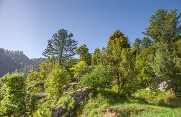 Rocks trees and hiking mountain