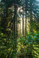 Beautiful early morning light in a fir tree forest, in the mountains