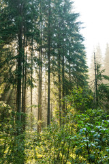 Beautiful early morning light in a fir tree forest, in the mountains