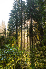 Obraz premium Beautiful early morning light in a fir tree forest, in the mountains