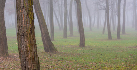Eerie autumn scenery with fog in the city, on a November day
