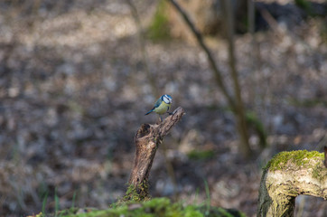 Mésange bleue 23