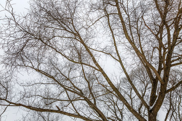 Bare trees in cloudy weather in a winter landscape. Minimalism. Space for text.