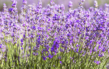 Lavender flowers in the sun in soft focus, pastel colors and blur background. Purple field of lavender. Provence with space for text. French lavender in the field, unsharp light effect. Short focus