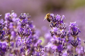 Lavender flowers in the sun in soft focus, pastel colors and blur background. Purple field of...