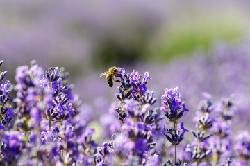 Lavender flowers in the sun in soft focus, pastel colors and blur background. Purple field of lavender. Provence with space for text. French lavender in the field, unsharp light effect. Short focus