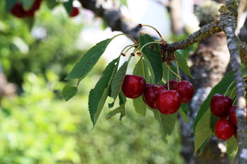 Cherries hanging on a cherry tree branch