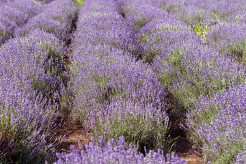 Plakat Lavender flowers in the sun in soft focus, pastel colors and blur background. Purple field of lavender. Provence with space for text. French lavender in the field, unsharp light effect. Short focus