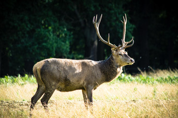 Naklejka na ściany i meble Deer in Windsor Deer Park