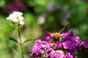 Elephant Hawk-moth, Deilephila elpenor is a moth from the Sphingdae family, close up. Green and pink nightwear, butterfly on a pink flower (Turkish carnation).