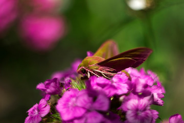 Elephant Hawk-moth, Deilephila elpenor is a moth from the Sphingdae family, close up. Green and pink nightwear, butterfly on a pink flower (Turkish carnation).