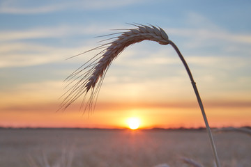Wheat ripe spike in close sunset light close up.