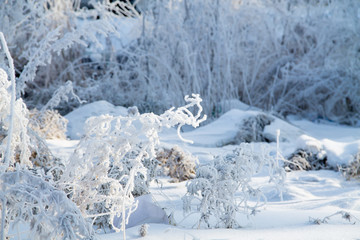 landscape with frosted trees and heavy snow in winter park as in fairy tales