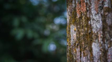 Tree trunk close up, bark texture
