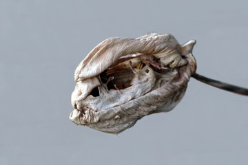 Dried jagged tulip plant with creepy light to dark brown shriveled tepals resembling animal skull growing in local garden on warm sunny spring day