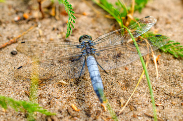 Big blue dragonfly