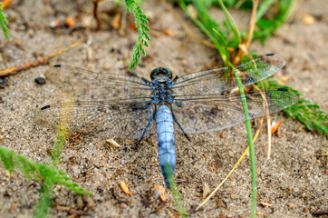Big blue dragonfly