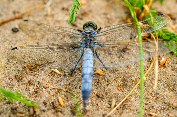 Big blue dragonfly