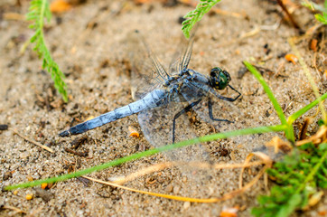 Big blue dragonfly