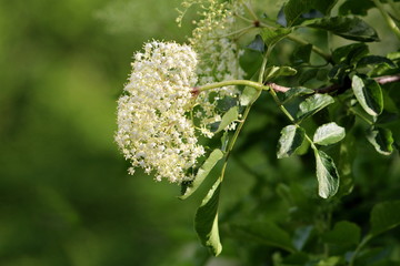 Elderberry or Sambucus or Elder tree large cluster of small white flowers surrounded with branches and leaves in local garden on warm sunny spring day