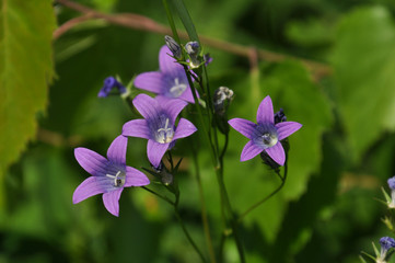 Spreading bellflowers
