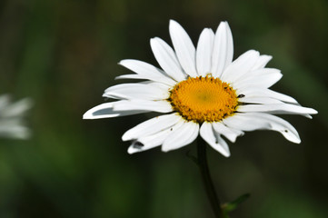 Fototapeta premium Single camomile close-up 