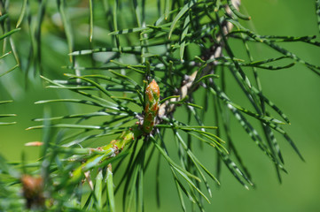 Close-up of needles and bud of pine tree