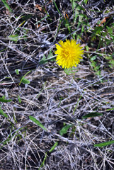 Yellow taraxacum officinale (the common dandelion) blooming flower on green grass background, top view