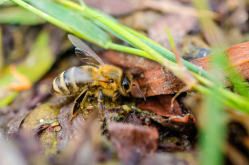 Bee on the background of scattered fruit seeds