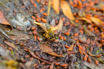 Bee on the background of scattered fruit seeds