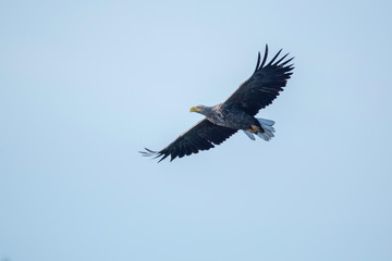 The white-tailed eagle in flight
