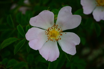 tender pink rosehip flowers on a branch in the forest