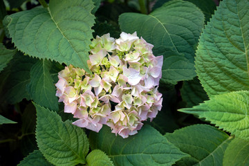 Top view of green leaves and new blooming pink hydrangea flowers. Nature background