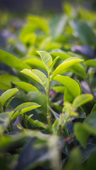 Green tea bud and fresh leaves. Close up tea leaves - plantations fields in Nuwara Eliya, Sri Lanka