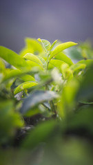 Green tea bud and fresh leaves. Close up tea leaves - plantations fields in Nuwara Eliya, Sri Lanka