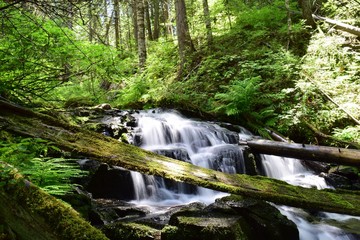 Deep Forest Waterfall