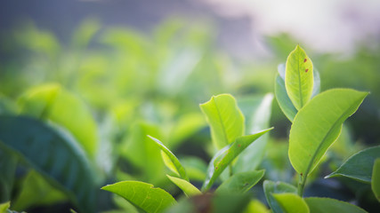 Green tea bud and fresh leaves. Close up tea leaves - plantations fields in Nuwara Eliya, Sri Lanka